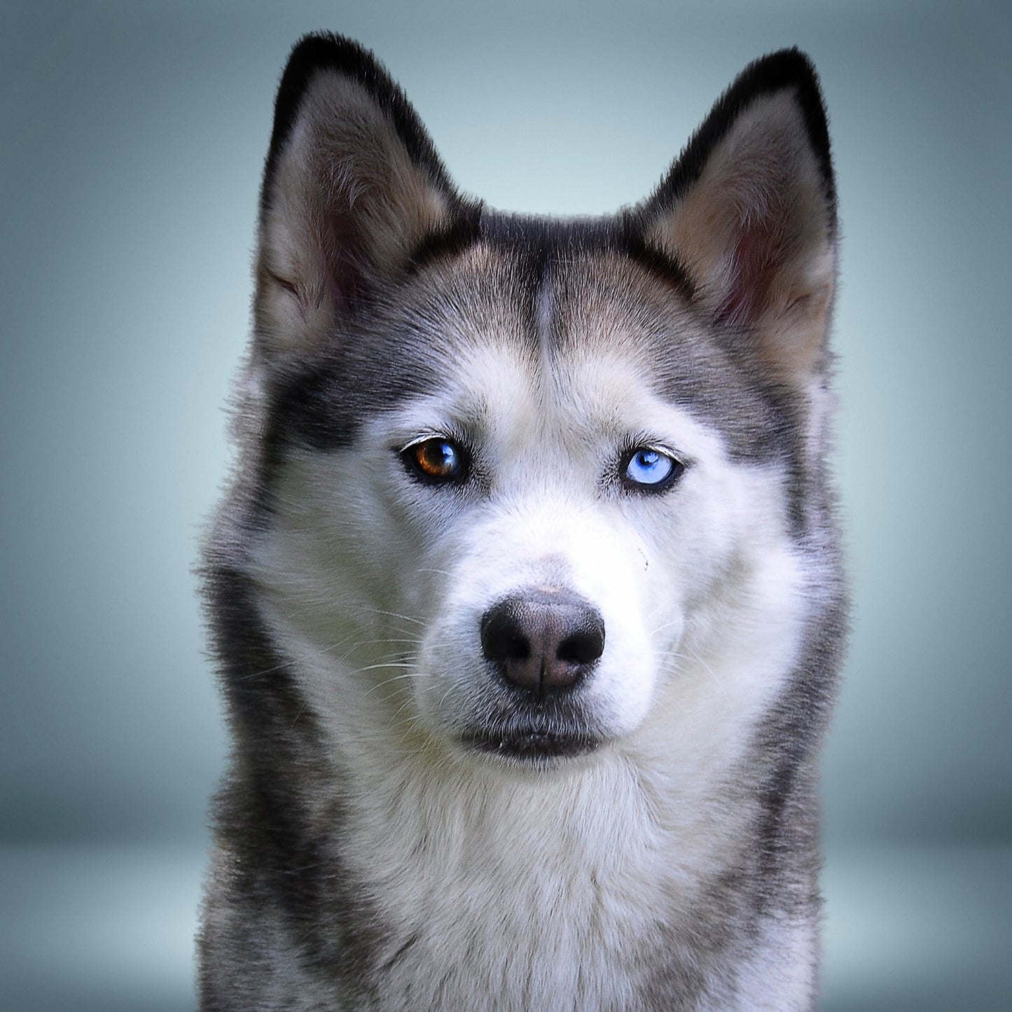 Personalized Pet Photo Projection Jewelry
