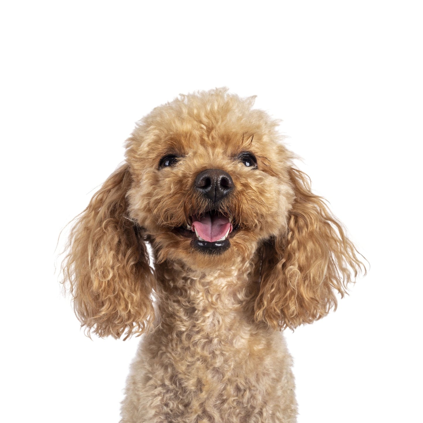 Personalized Pet Photo Projection Jewelry