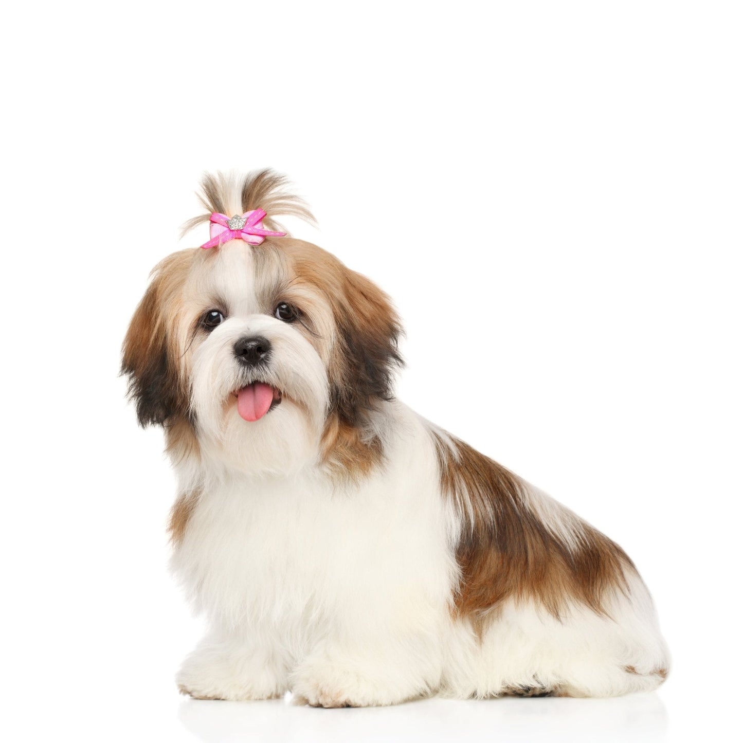 Personalized Pet Photo Projection Jewelry