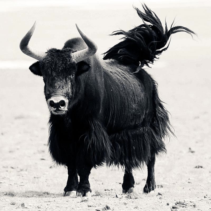 Piedras de Buda, Hueso de Yak Natural Tibetano, El Señor del Cadáver, Dados del Bosque, Zodíaco Chino, Nueve Palacios, Ocho Diagramas, Mala de Muñeca de Fuerza