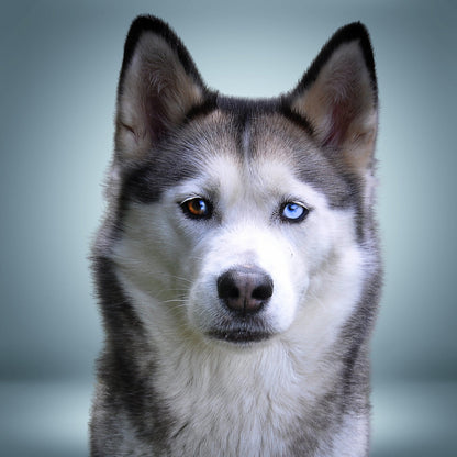 Personalized Pet Photo Projection Jewelry