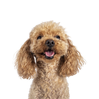 Personalized Pet Photo Projection Jewelry